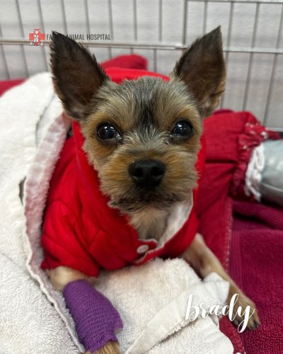 Photo post from familyanimalhospitalcm.