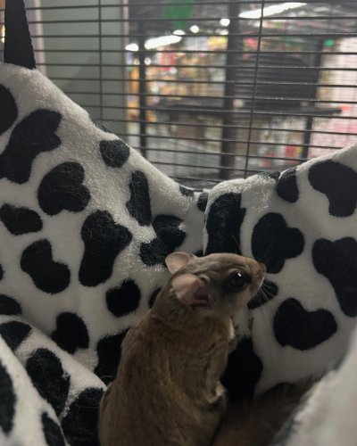 Carousel post from njexoticpets.
