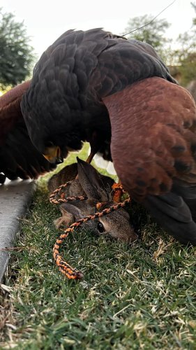Video post from desertkingsfalconry.