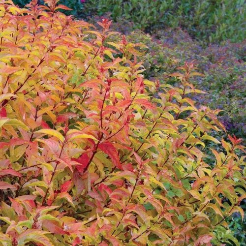 Photo post from backyardgardener.