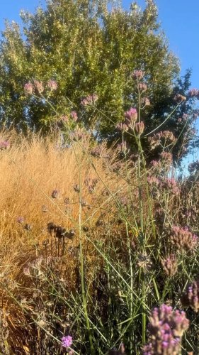 Video post from sussexprairies.
