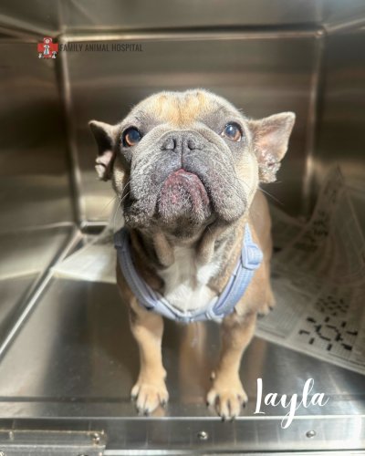 Photo post from familyanimalhospitalcm.