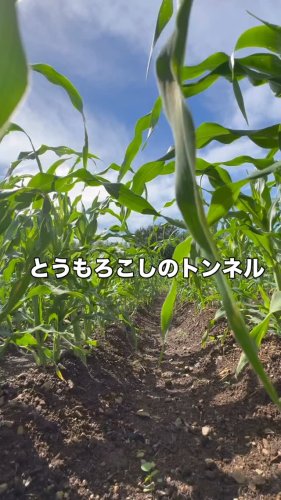 Video post.