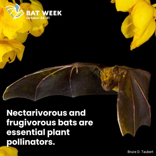 Photo post from batweek.
