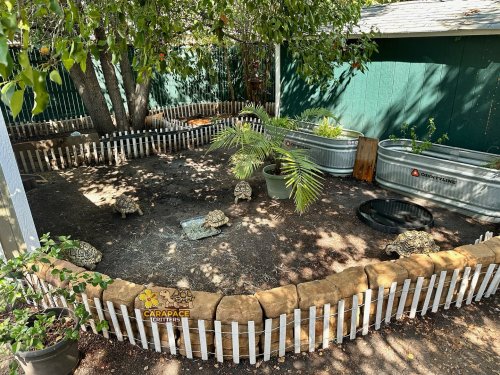 Carousel post from carapacecritters.