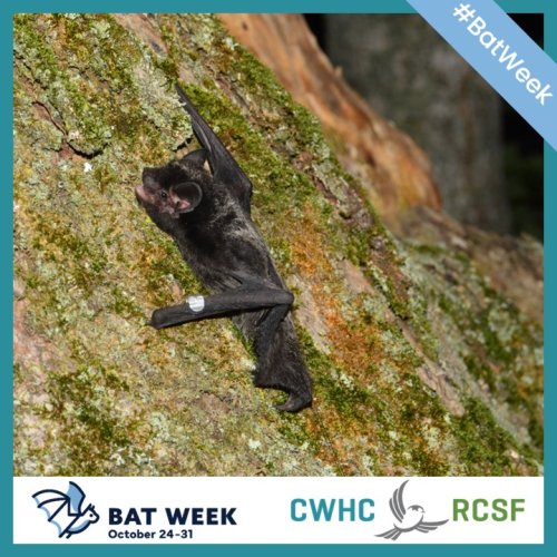Photo post from cwhcrcsf.