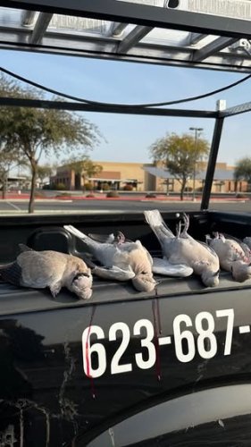 Video post from desertkingsfalconry.