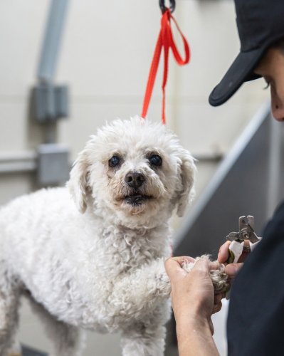 Photo post from medicalpettj.