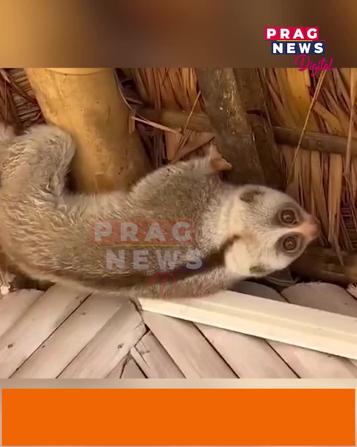 Video post from pragnewsofficial.