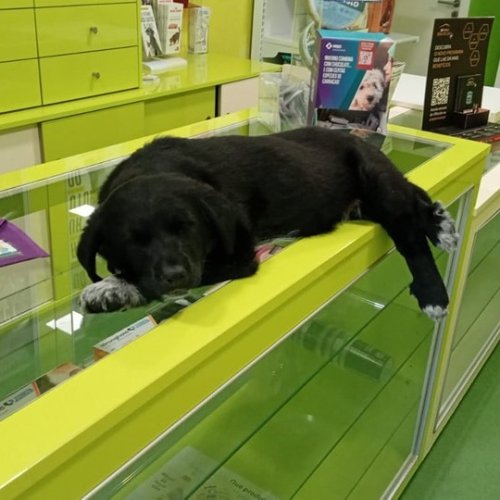 Carousel post from clinica_veterinaria_dourosul.