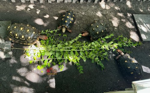 Photo post from carapacecritters.