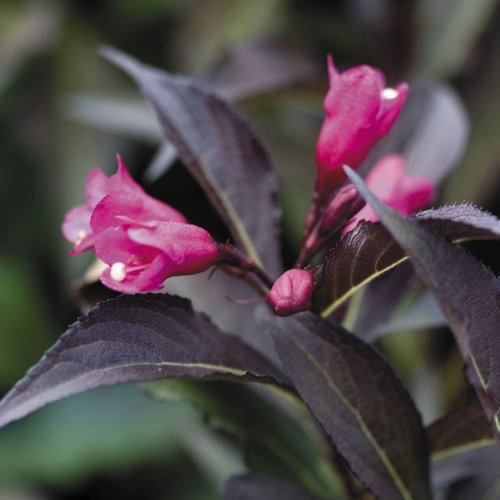 Photo post from backyardgardener.