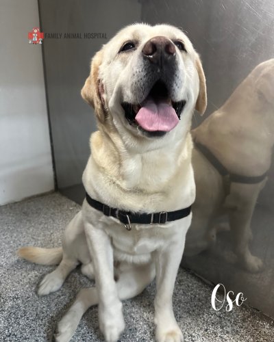 Photo post from familyanimalhospitalcm.