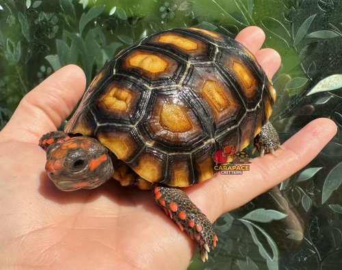 Carousel post from carapacecritters.