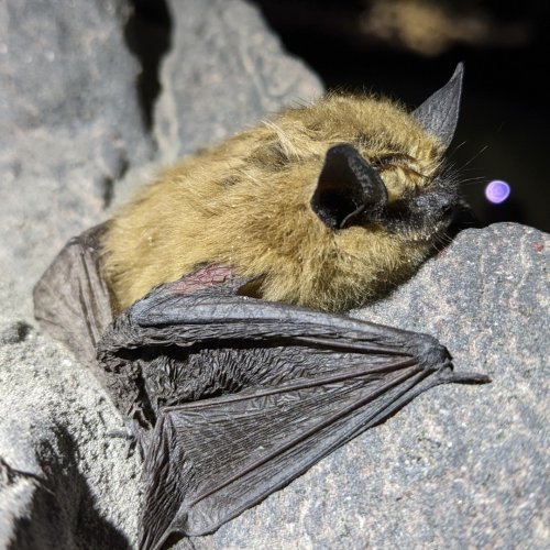 Photo post from carlsbadcavernsnps.