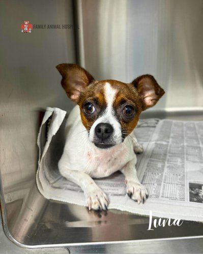 Photo post from familyanimalhospitalcm.