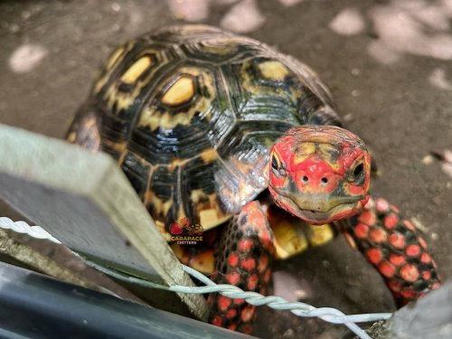 Photo post from carapacecritters.