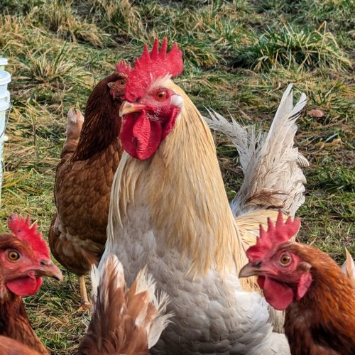 Photo post from hungryhollowfarm.