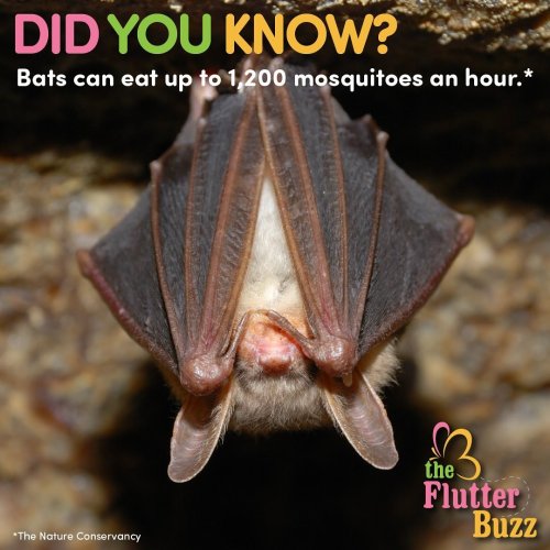 Photo post from theflutterbuzz.