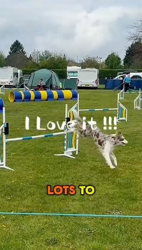 Video post from pawstrading.