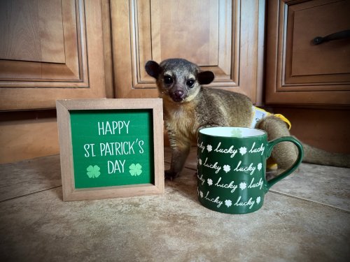 Photo post from njexoticpets.