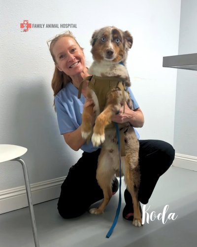 Photo post from familyanimalhospitalcm.