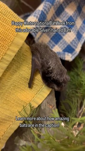 Video post from blueridgewildlifectr.