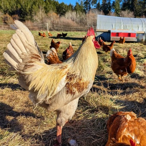 Photo post from hungryhollowfarm.