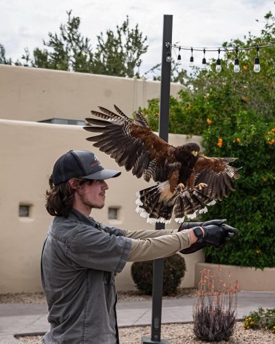 Photo post from desertkingsfalconry.