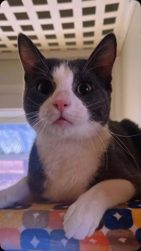 Video post from cats.cradle.winnipeg.