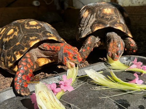 Photo post from carapacecritters.