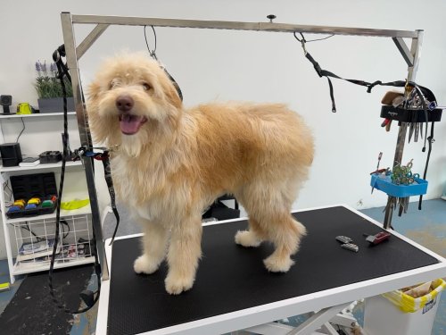 Carousel post from k9playtimedoggydaycare.