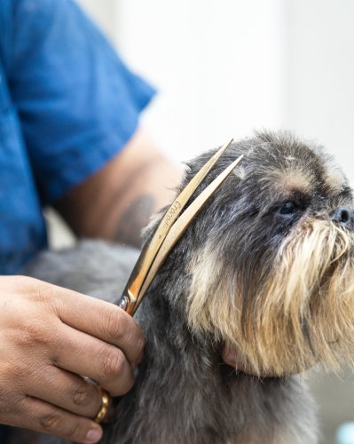 Photo post from medicalpettj.