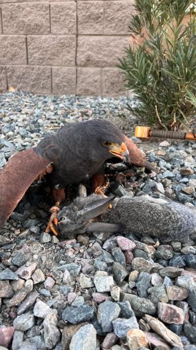 Video post from desertkingsfalconry.