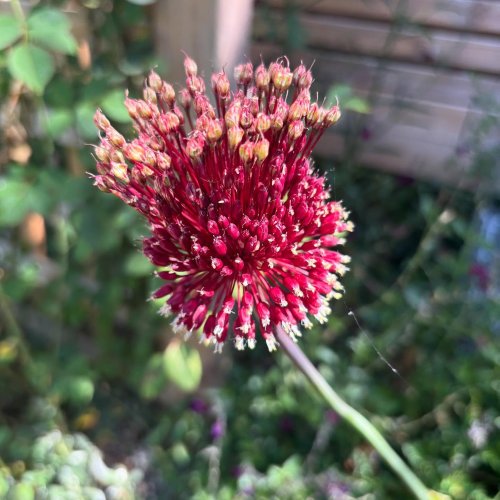 Photo post from gardenhousebrighton.