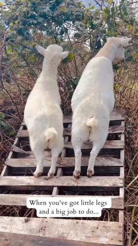 Video post from hungryhollowfarm.