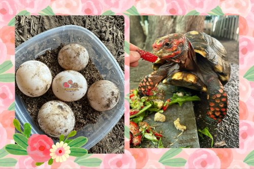 Photo post from carapacecritters.