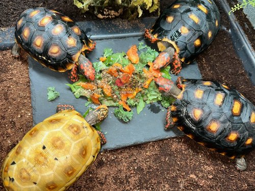 Photo post from carapacecritters.