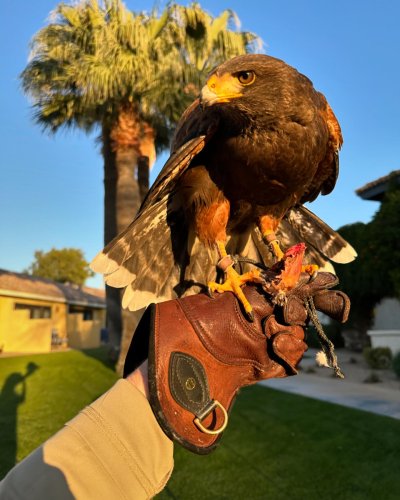 Photo post from desertkingsfalconry.