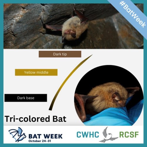 Photo post from cwhcrcsf.
