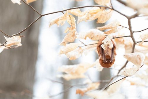 Photo post from blacklickwoodsmetropark.