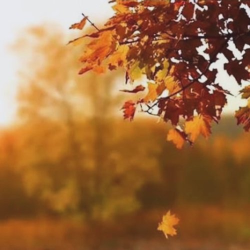 Photo post from sremskatelevizija.