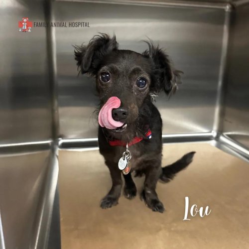 Photo post from familyanimalhospitalcm.