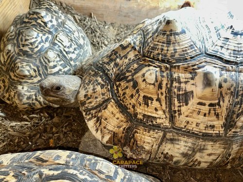 Photo post from carapacecritters.