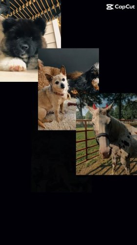 Video post from american_re_partners.