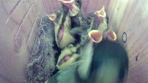 Video post from naturbutikken.dk.