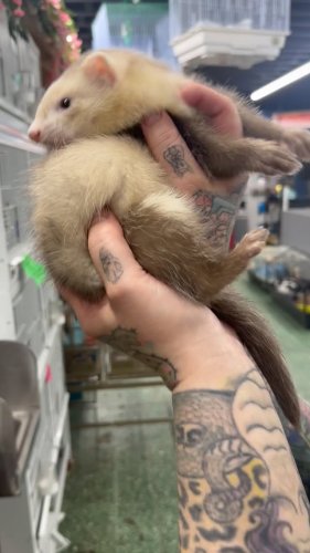 Video post from njexoticpets.