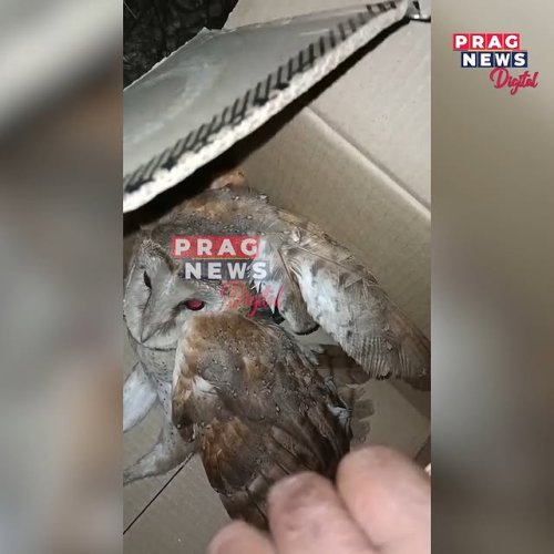 Video post from pragnewsofficial.