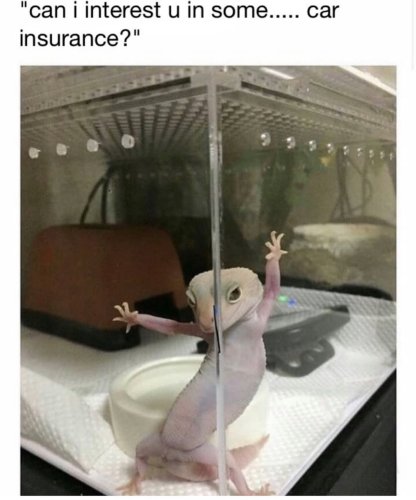 Photo post from njexoticpets.