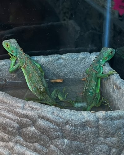Photo post from njexoticpets.